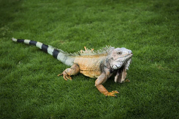 Iguana in the grass in a park in Guayaquil in Ecuador — Stock Photo, Image