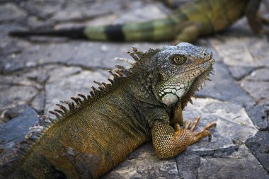 Guayaquil Ekvador bir parkta Iguana,