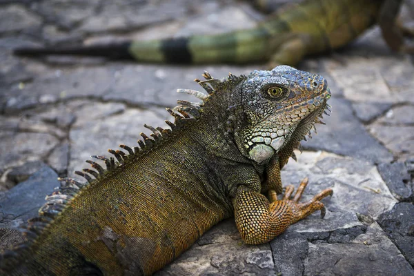 Iguana in a park in Guayaquil in Ecuador, — Stock Photo, Image