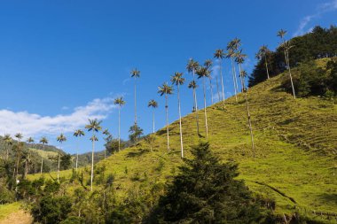 View of the Cocora Valley (Valle del Cocora) in Colombia clipart