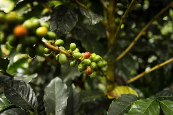 Detalle de una planta de café en una finca de café orgánico en Salento, Colombia — Foto de Stock