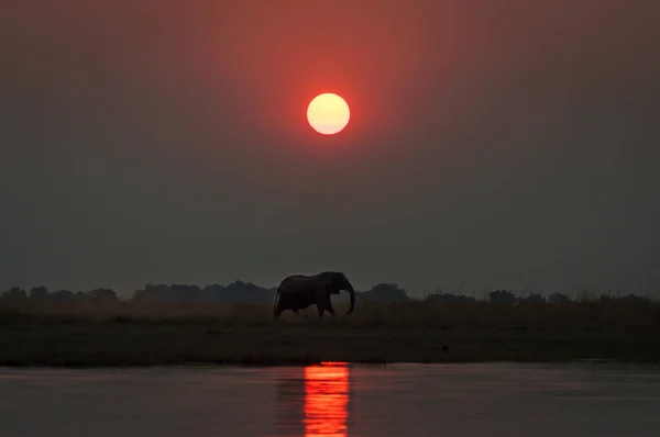 Sylwetka słonia o zachodzie słońca w Chobe Narodowy Park w Botswana — Zdjęcie stockowe