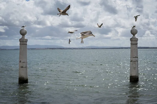 Чайки, летающие на Cais das Colunas в реке Тагус, Лиссабон — стоковое фото