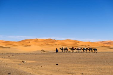 Berber adam bir deve karavan Erg African dunes Fas önde gelen.