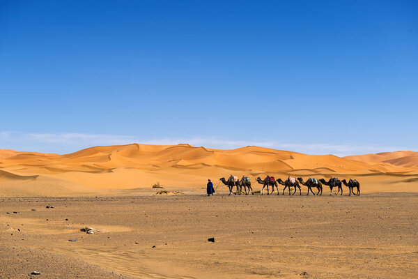 Berber man leading a camel caravan in the Erg Chebbi dunes in Morocco.