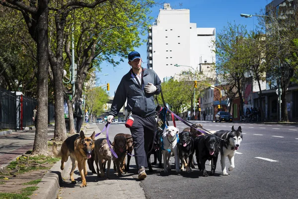 Caminhante de cães (Pasea Peros) com um pacote de cães em uma rua do bairro de San Telmo, na cidade de Buenos Aires, Argentina . — Fotografia de Stock