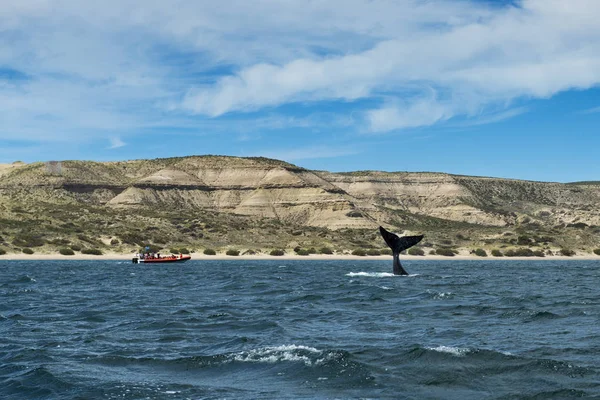 Obracející jeho příběh v Poloostrov Valdés v Argentině velryba Jižní — Stock fotografie