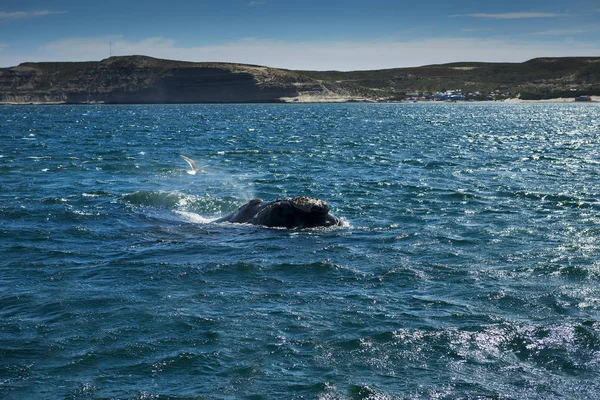 Baleia franca do Sul na Península de Valdes, na Argentina — Fotografia de Stock