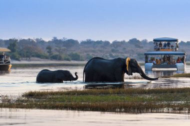 Female African Elephant and its cub crossing the Chobe River in the Chobe National Park with tourist boats on the background clipart