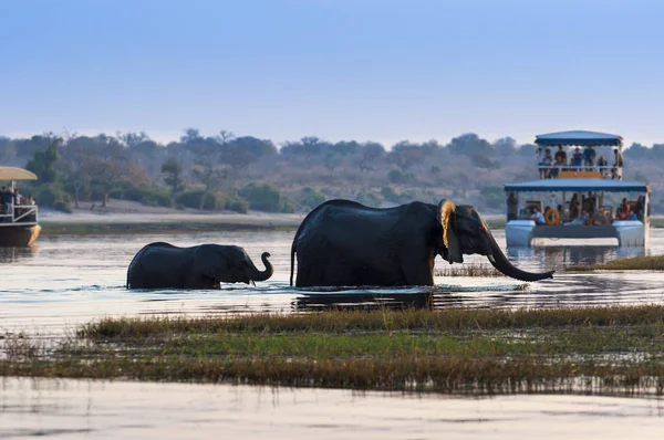 Elefante africano fêmea e seu filhote atravessando o rio Chobe no Parque Nacional Chobe com barcos turísticos em segundo plano — Fotografia de Stock