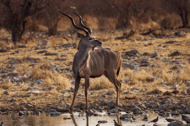 Bir su birikintisinin Namibya etkin ulusal Park'ta'nın büyük Kudu