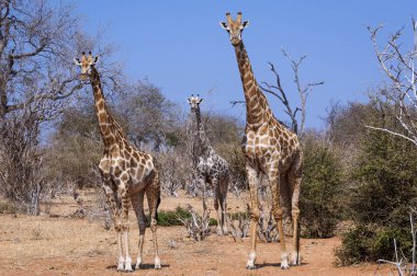 Üç zürafalar Botswana, Afrika Chobe Ulusal Park