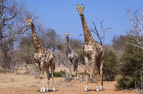 Tres jirafas en el Parque Nacional Chobe en Botswana, África —  Fotos de Stock