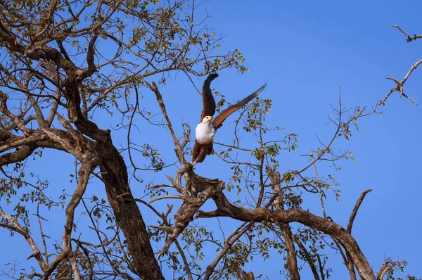 Aquila pescatrice africana in una filiale nel Parco nazionale Chobe in Botswana, Africa — Foto Stock