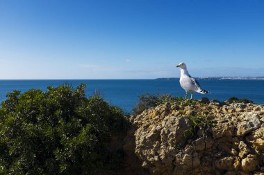 Martı kayalıklardan çevresinde doğal Praia dos Tres Irmaos Alvor, Algarve'deki/daki oteller