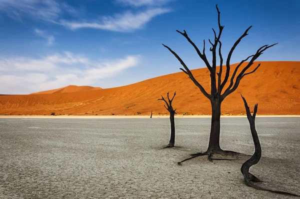 Árvores mortas com uma duna de areia laranja no fundo no DeadVlei, Deserto do Namib, Namíbia — Fotografia de Stock