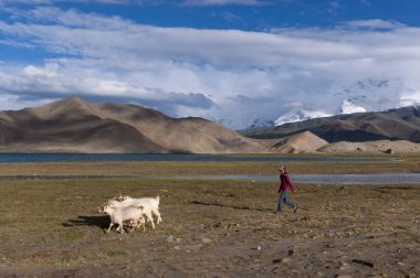 Young Uyghur shepperd girl with goats in the Karakul Lake in Northwestern China clipart