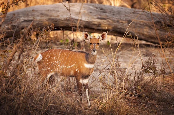 Buschbock im Büffel-Nationalpark im Caprivi-Streifen, Namibia — Stockfoto