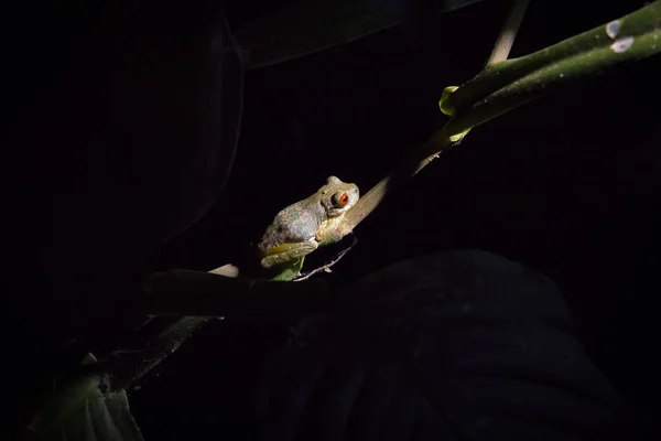 Red eyed frog in a branch at night in the Monteverde Cloud Forest — Stock Photo, Image