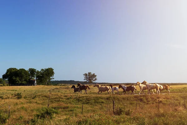 夕暮れ時 農村部のテキサスで背景に古い納屋と牧場の馬アメリカ テキサス州の旅行のためのコンセプト — ストック写真
