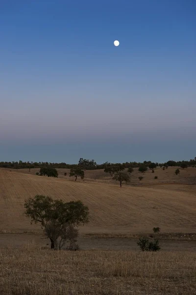 Beautiful View Field Cork Oak Trees Sunset Moon Sky Alentejo — Stock Photo, Image