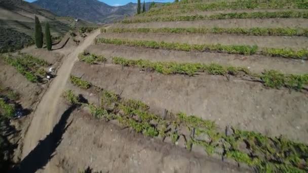 Luftaufnahme Des Douro Flusses Und Der Umliegenden Terrassenförmigen Hänge Portugal — Stockvideo