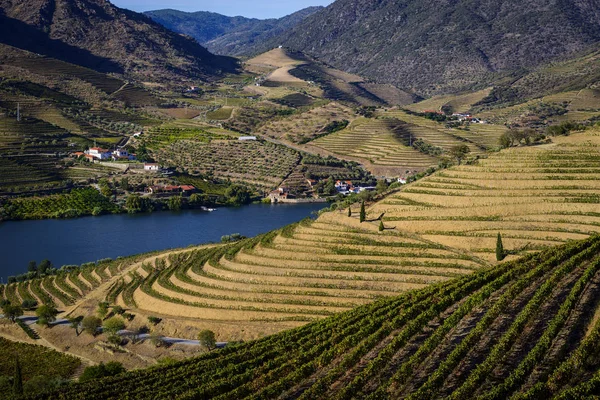 Douro Coa 포르투갈 계단식된 슬로프와 Douro 골짜기의 포르투갈에 포르투갈에서 — 스톡 사진