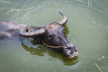 Evcil manda Yangshuo, Çin