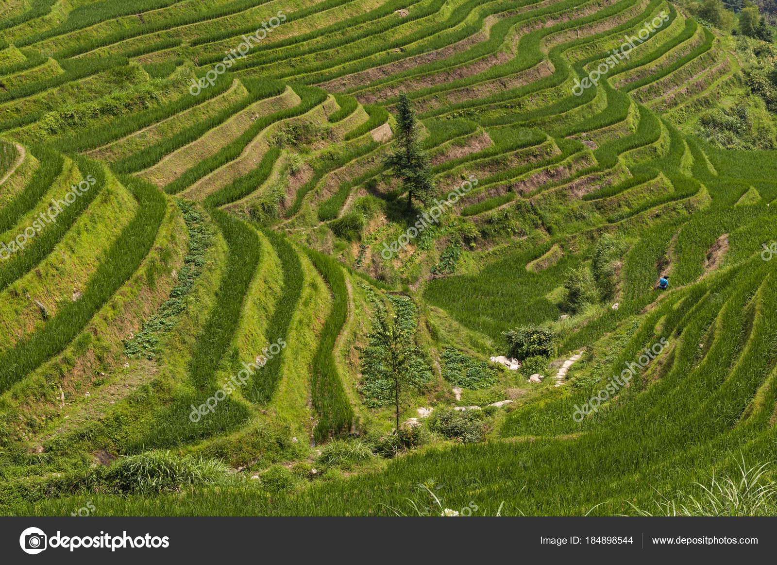 Rice terraces in Longshchen Rice terraces in Longshchen