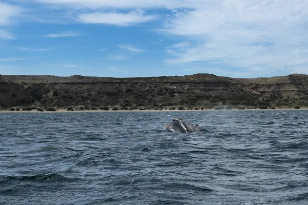 Jižní Pravice Velryba Poloostrově Valdes Argentině Jižní Amerika — Stock fotografie