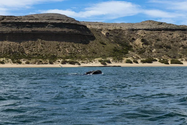 Uma Baleia Franca Sul Península Valdes Argentina América Sul — Fotografia de Stock