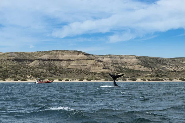 Península Valdes Argentina Outubro 2013 Barcos Com Turistas Assistindo Baleias — Fotografia de Stock