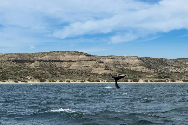 Uma Baleia Franca Sul Lançando Seu Conto Península Valdes Argentina — Fotografia de Stock