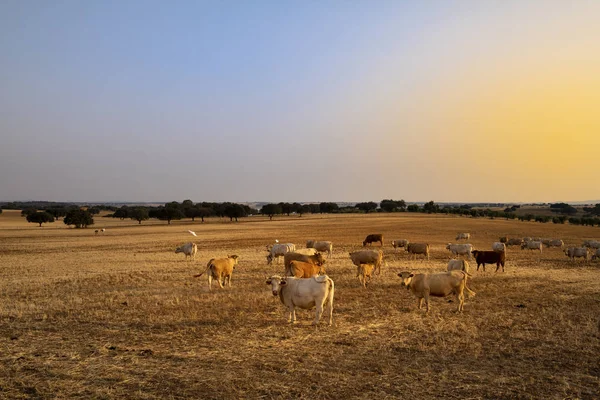日没時の牧草地の牛の群れで その背景にコルクのオークがあります — ストック写真