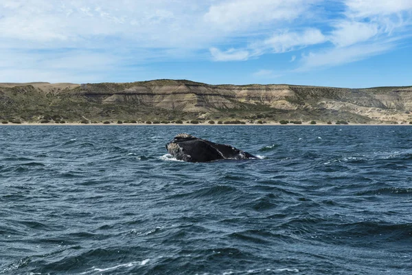 Southern Right Whale Peninsula Valdes Argentina South America — Stock Photo, Image