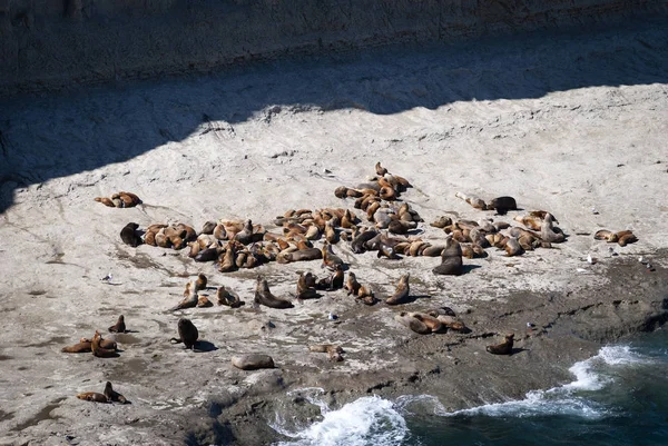 Colony Sea Lions Rocks Valdes Peninsula Argentina South America — Stock Photo, Image