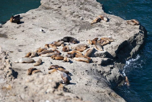 Colony Sea Lions Rocks Valdes Peninsula Argentina South America — Stock Photo, Image