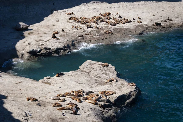 Uma Colônia Leões Marinhos Nas Rochas Península Valdes Argentina América — Fotografia de Stock