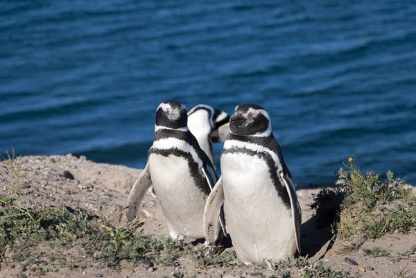 南アメリカのアルゼンチンの半島谷にあるペンギンのコロニー — ストック写真