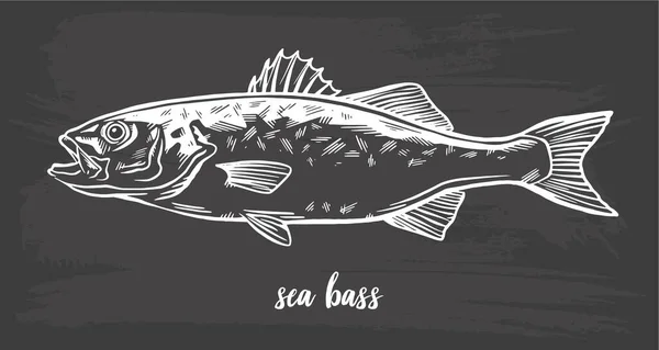 Ink Hand Drawn Vector Illustration Sea Bass Lubina White Background — Stock Vector