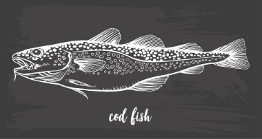 Chalk sketch of cod fish (Gadus morhua) on blackboard background. Hand drawn vector illustration clipart