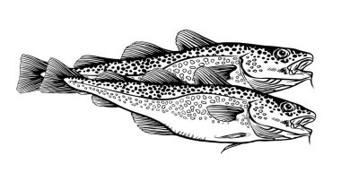 Ink Hand drawn vector illustration of two sea bass (lubina) on white background clipart