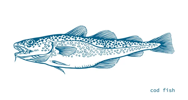 Blue Ink Hand Drawn Vector Illustration Sea Bass Lubina White — Stock Vector
