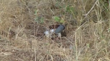 En küçük yırtıcı kuş, pigme şahin Samburu ulusal rezervinin çalılarında bir sıçan yiyor.