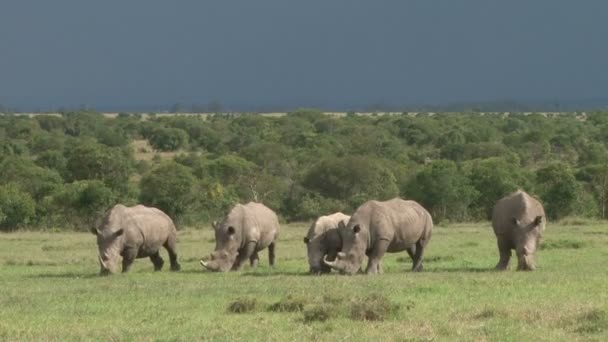 ケニアのサイの聖域で平和的に放牧されている5つの白いサイ — ストック動画