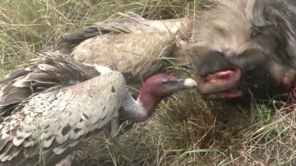 Extreme Close Vulture Pecking Nose Dead Wildebeest — Stock Video