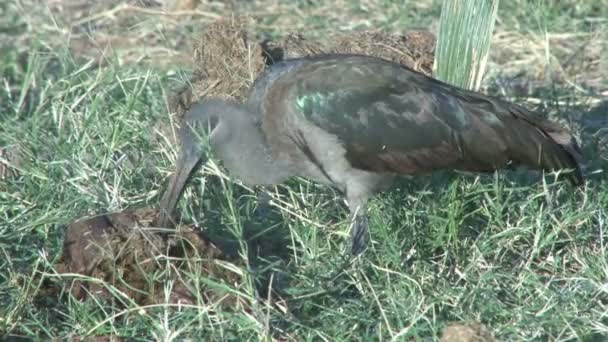 Hadada Ibis Graben Misthaufen Eines Elefanten Nach Würmern — Stockvideo