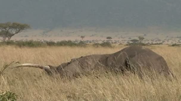 Vento Forte Soprando Elefante Morto Mato Com Presas Intactas Completas — Vídeo de Stock