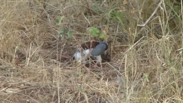 Petit Oiseau Proie Faucon Cochon Mangeant Rat Dans Les Buissons — Video