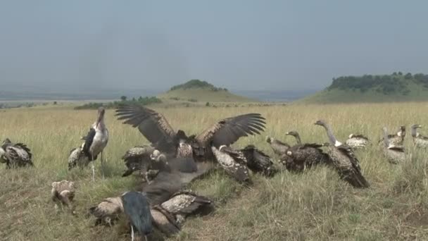 Vultures Fighting While Eating Dead Wildebeest Marabou Storks Watching Distance — Stock Video